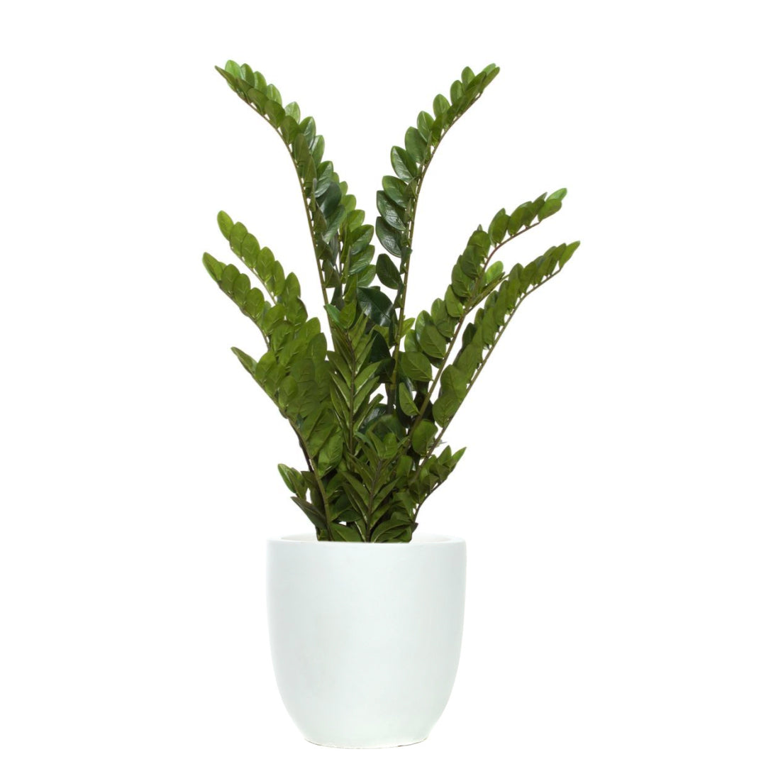 Artificial zamiifolia plant with glossy green leaves in a white pot on a white background