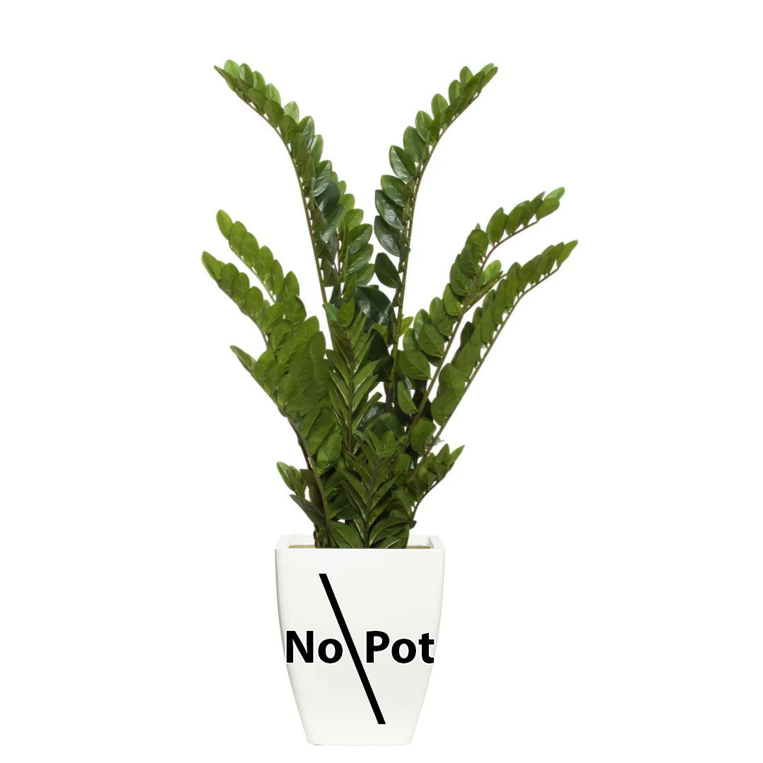 Artificial zamiifolia plant with glossy green leaves in a white pot, no pot included, on white background.