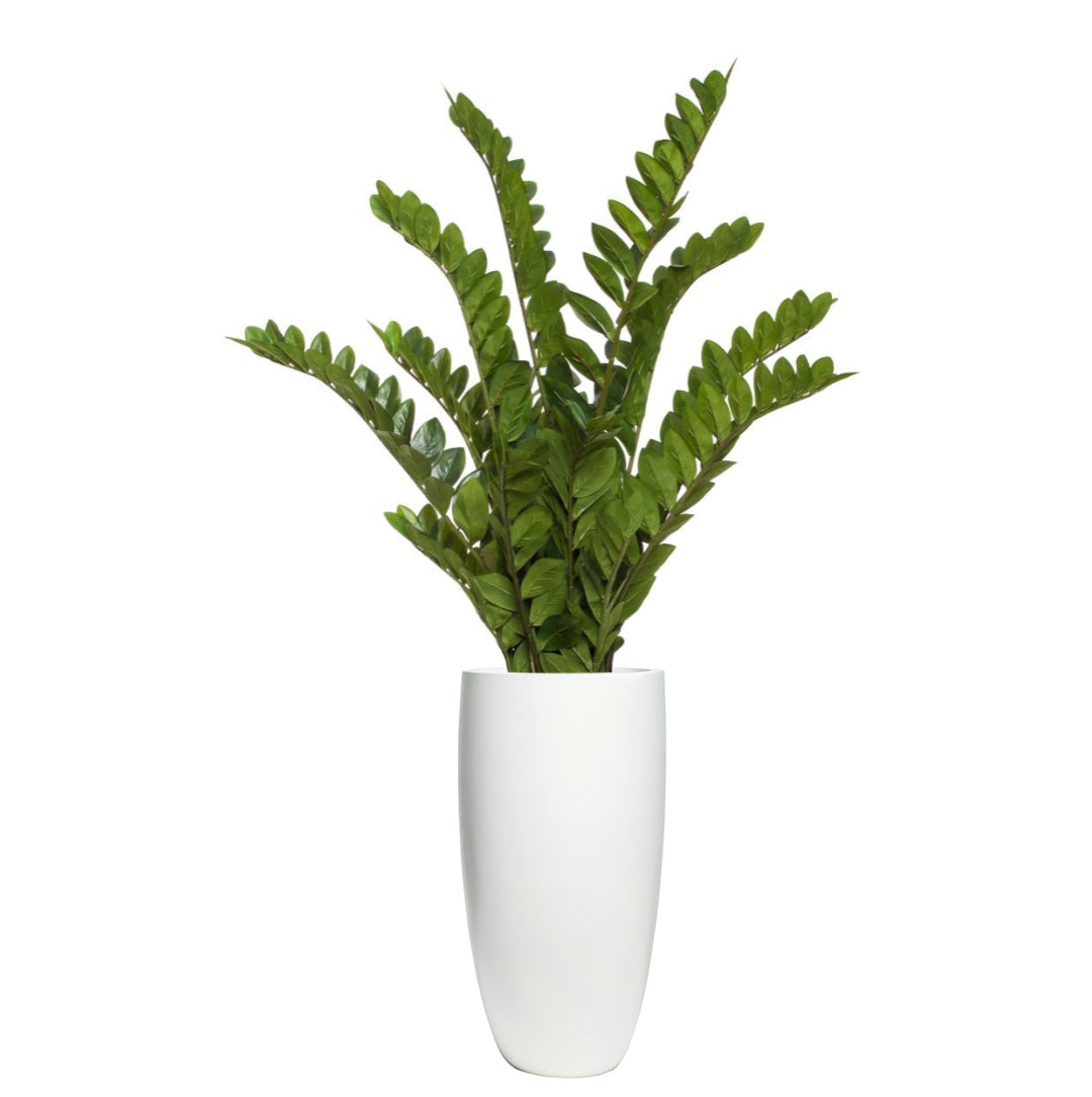 Artificial Zamiifolia plant in a smooth tall white planter on a white background