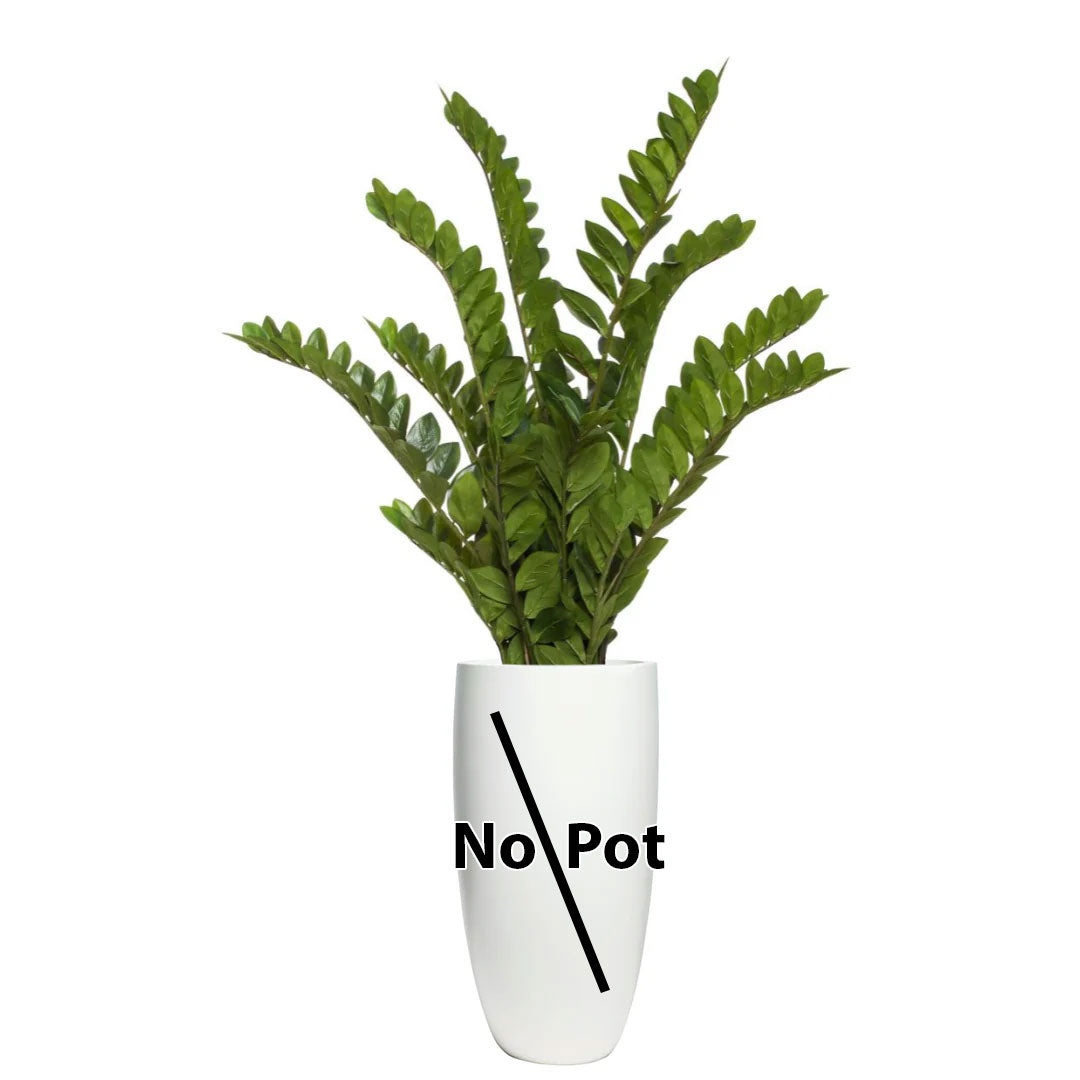 Artificial Zamiifolia plant with glossy green leaves in a pot labeled 'No Pot' on white background