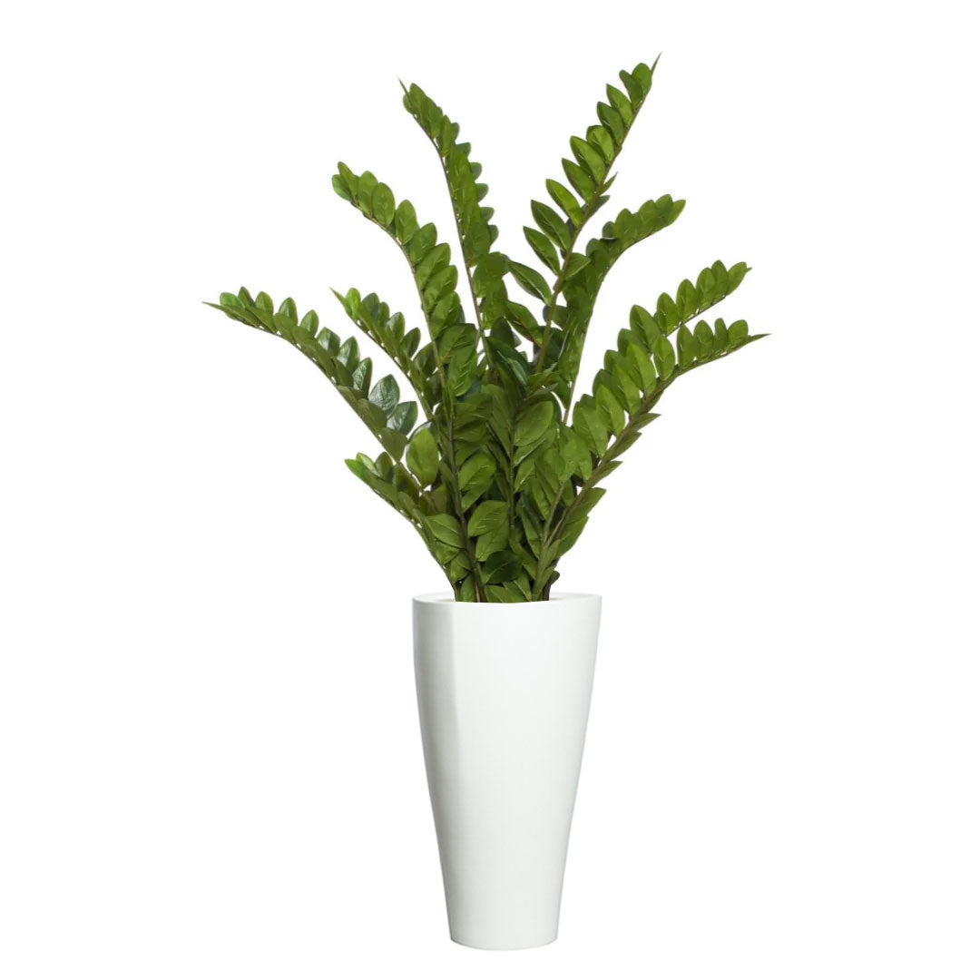 Artificial ZZ plant with glossy green leaves in a modern tall white planter on white background