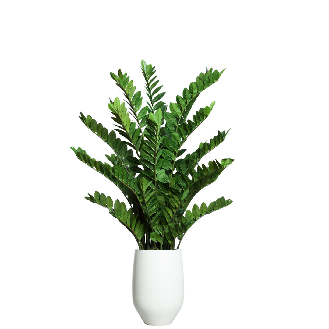 Artificial Zamioculcas plant with lush green leaves in a modern white tapered planter