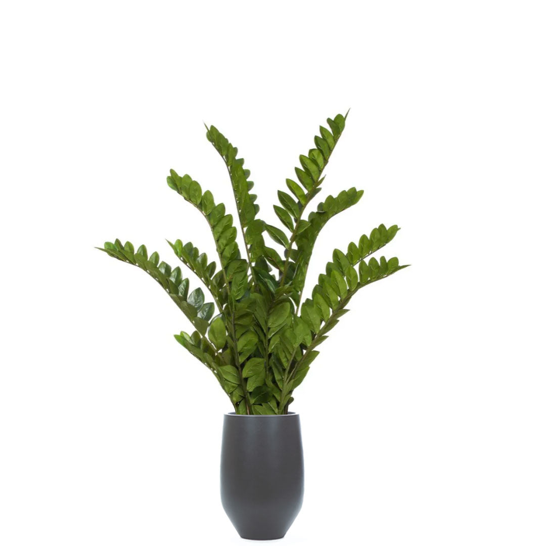 Artificial zamiifolia plant with lush green leaves in a matte black tapered planter