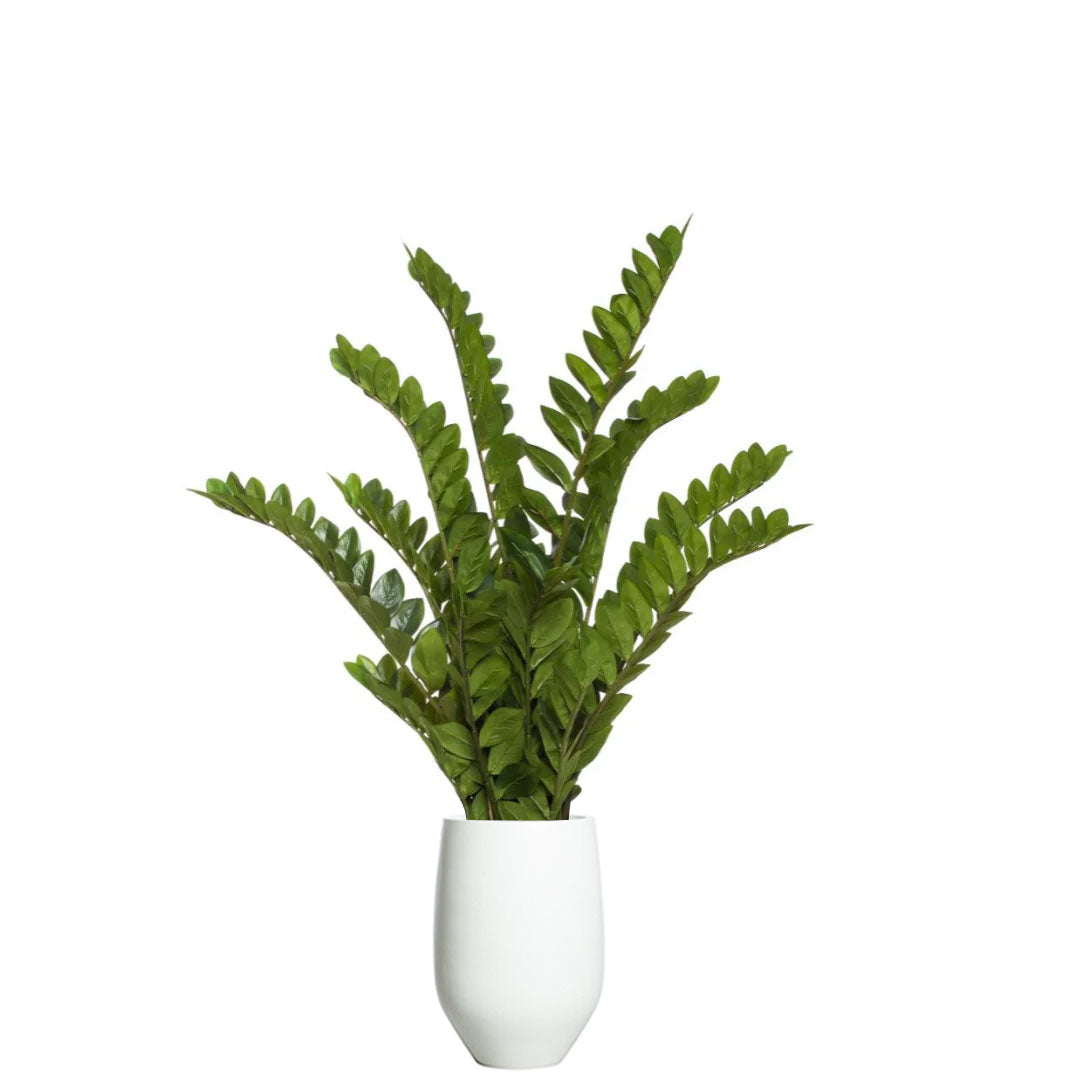Artificial ZZ plant in a modern white tapered pot on white background