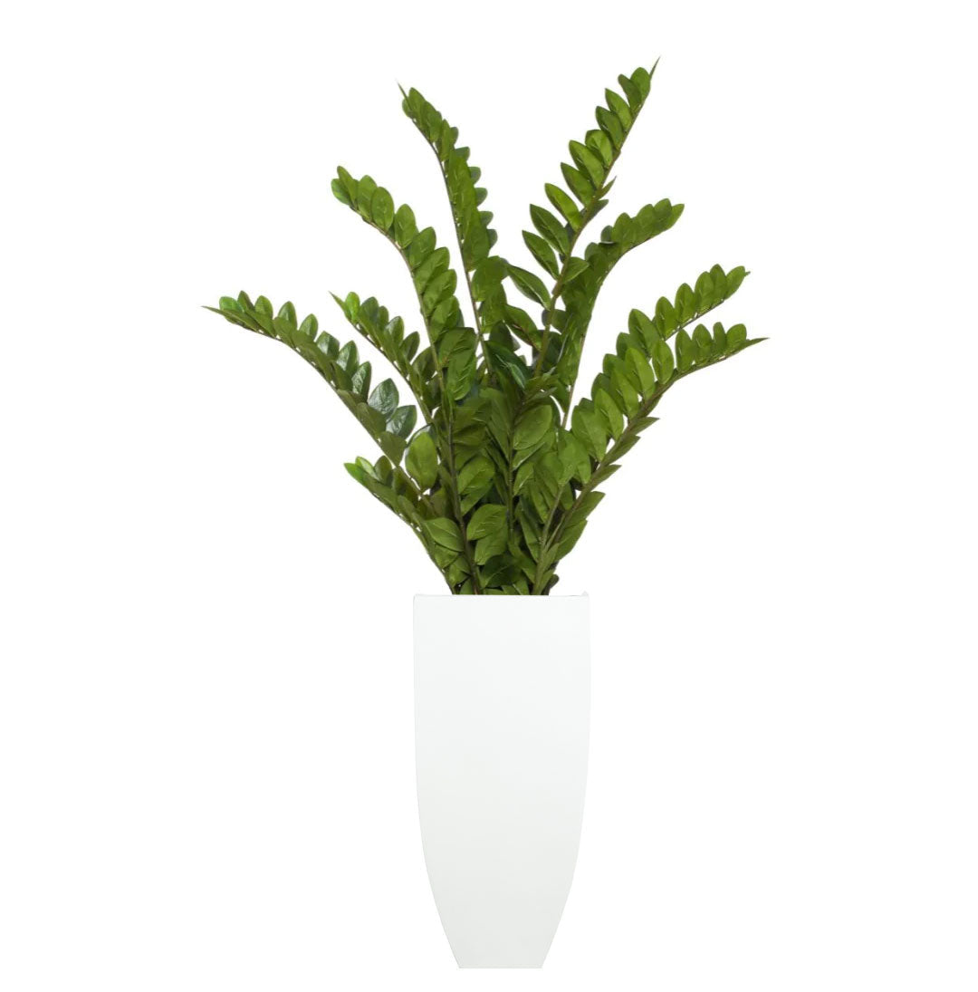 Artificial ZZ plant with green leaves in a tall white planter on white background