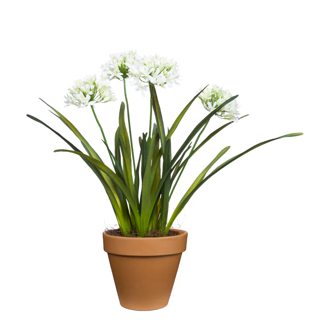 Artificial white agapanthus flower in terracotta pot, realistic greenery, white background