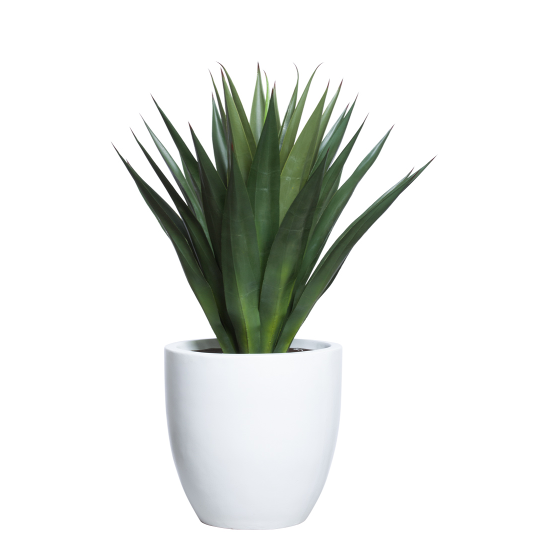 Artificial agave plant in a modern white pot, realistic green leaves, isolated on white