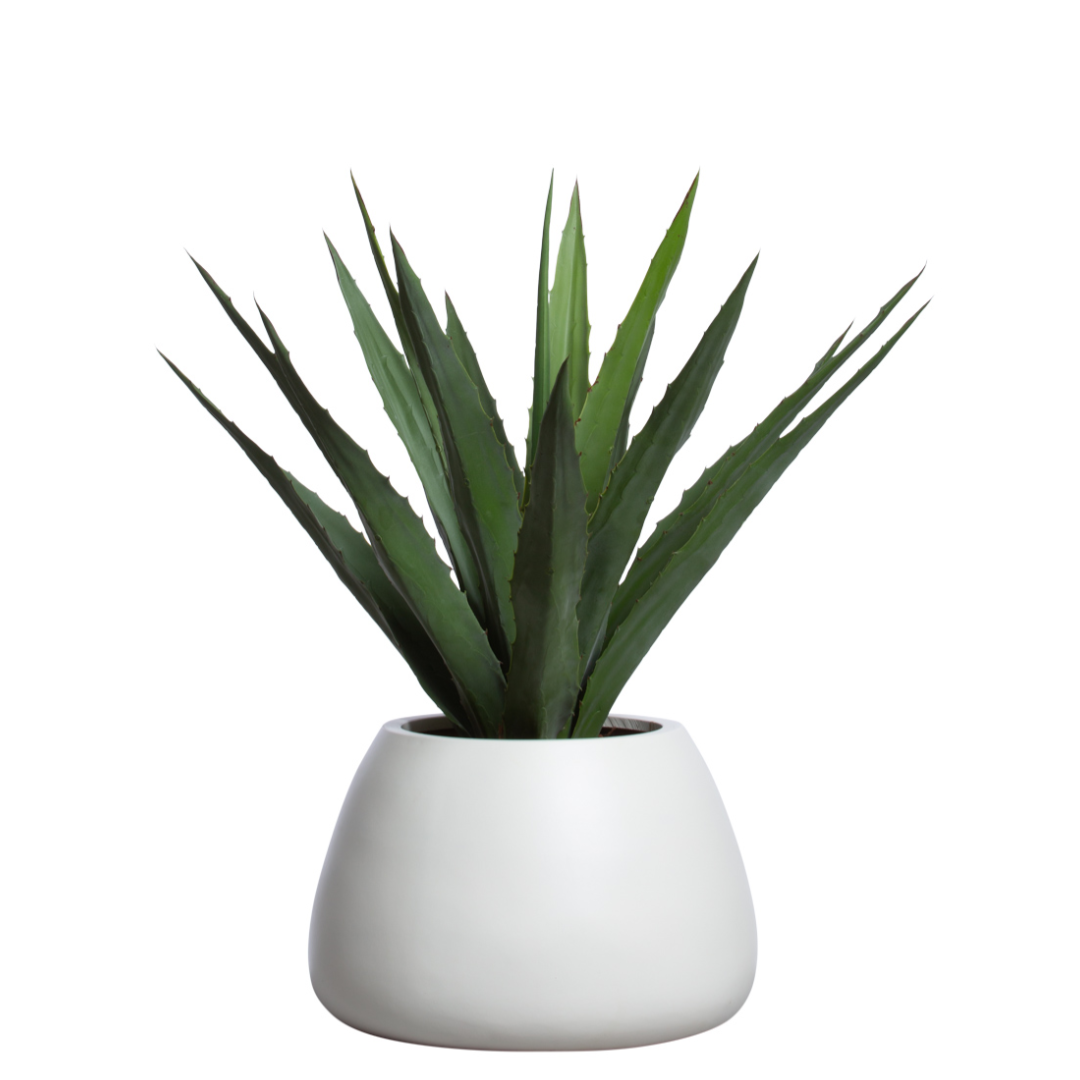 Artificial aloe plant with spiky green leaves in a modern white pot, isolated on white