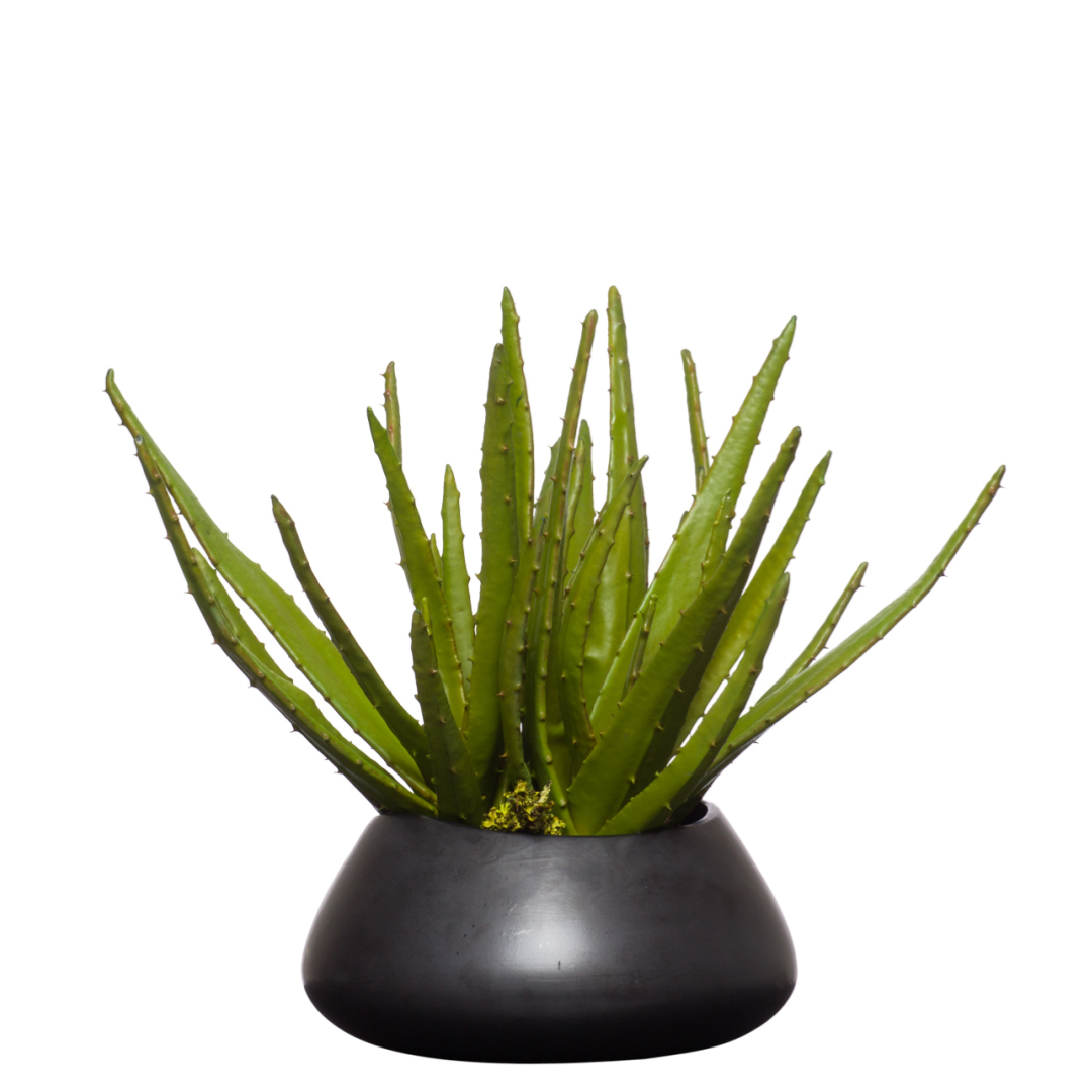 Artificial aloe plant in a modern black round pot, realistic green leaves, white background