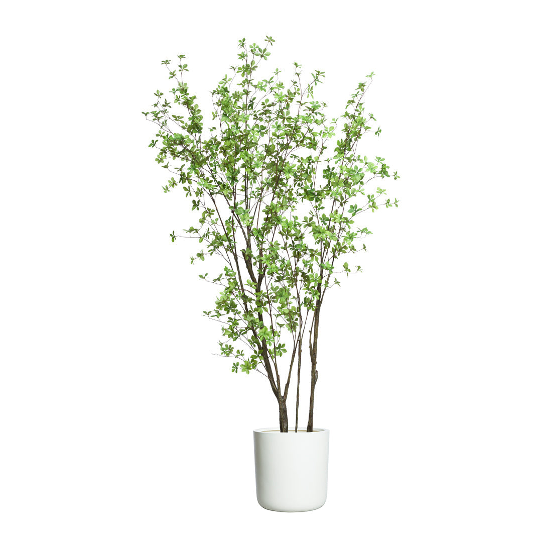 Artificial Asian birch tree in white matte pot with realistic green leaves