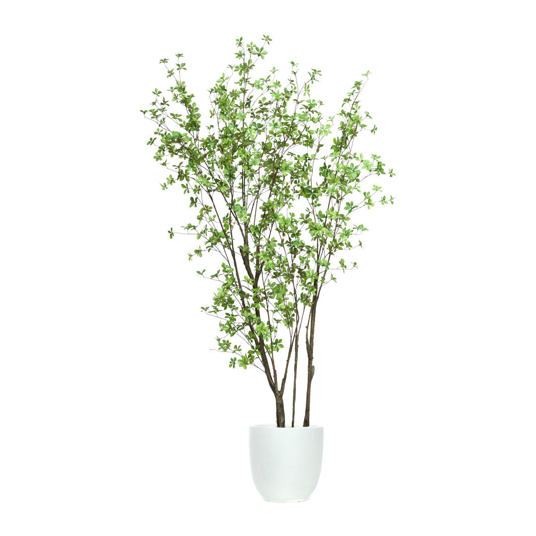 Artificial Asian birch tree with green leaves in a white pot, isolated on white background
