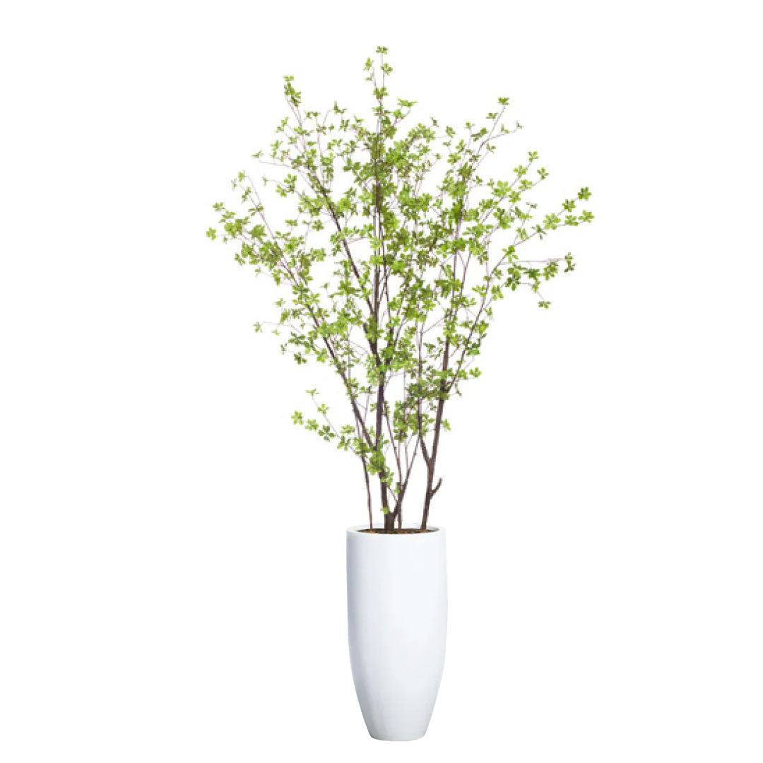 Artificial birch tree with green leaves in a tall white planter on white background