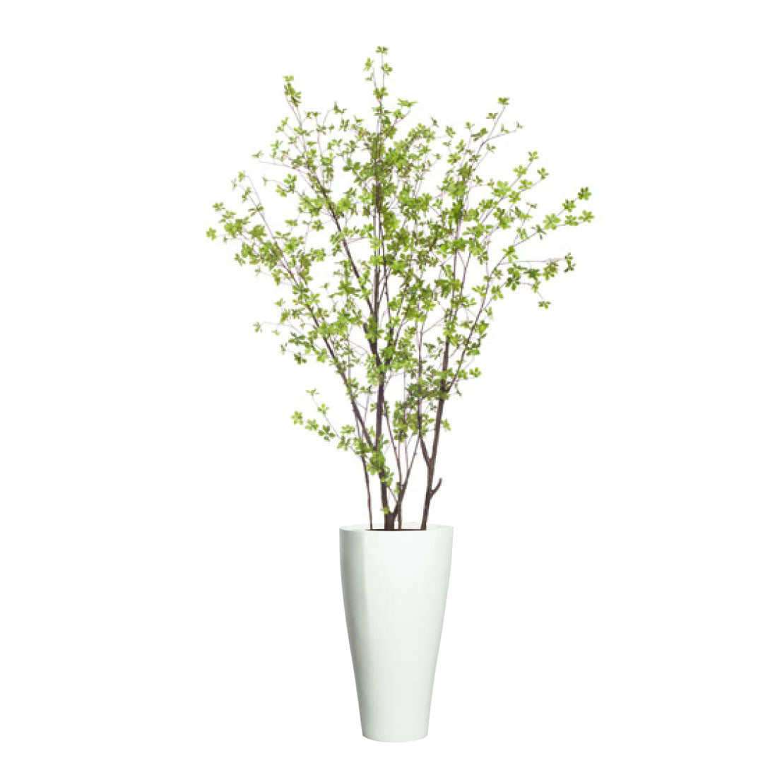 Artificial birch tree with green leaves in a tall white planter, isolated on white background