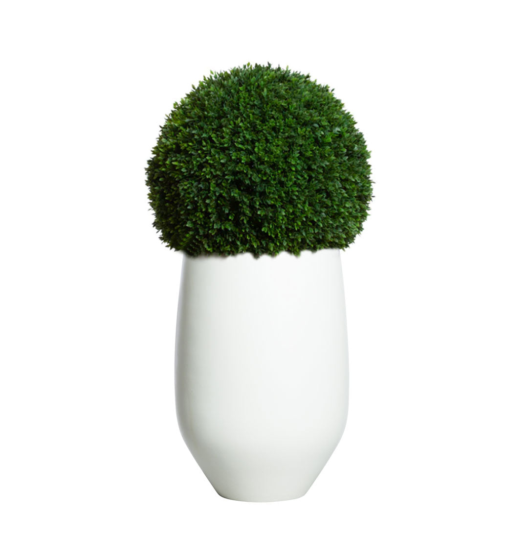 Artificial boxwood ball topiary in a modern white tapered vase on white background
