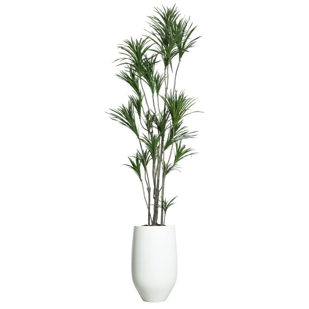 Artificial dracaena plant with green leaves in a tall white tapered planter