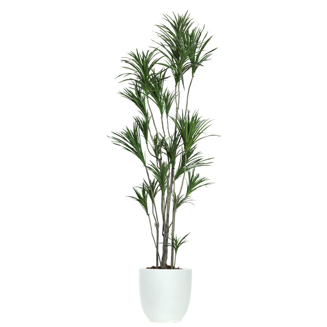 Artificial dracaena plant with green leaves in a modern white pot on a white background