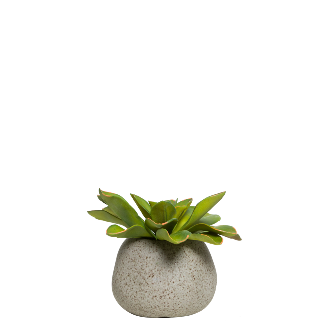 Artificial echeveria succulent in a small round speckled planter on white background