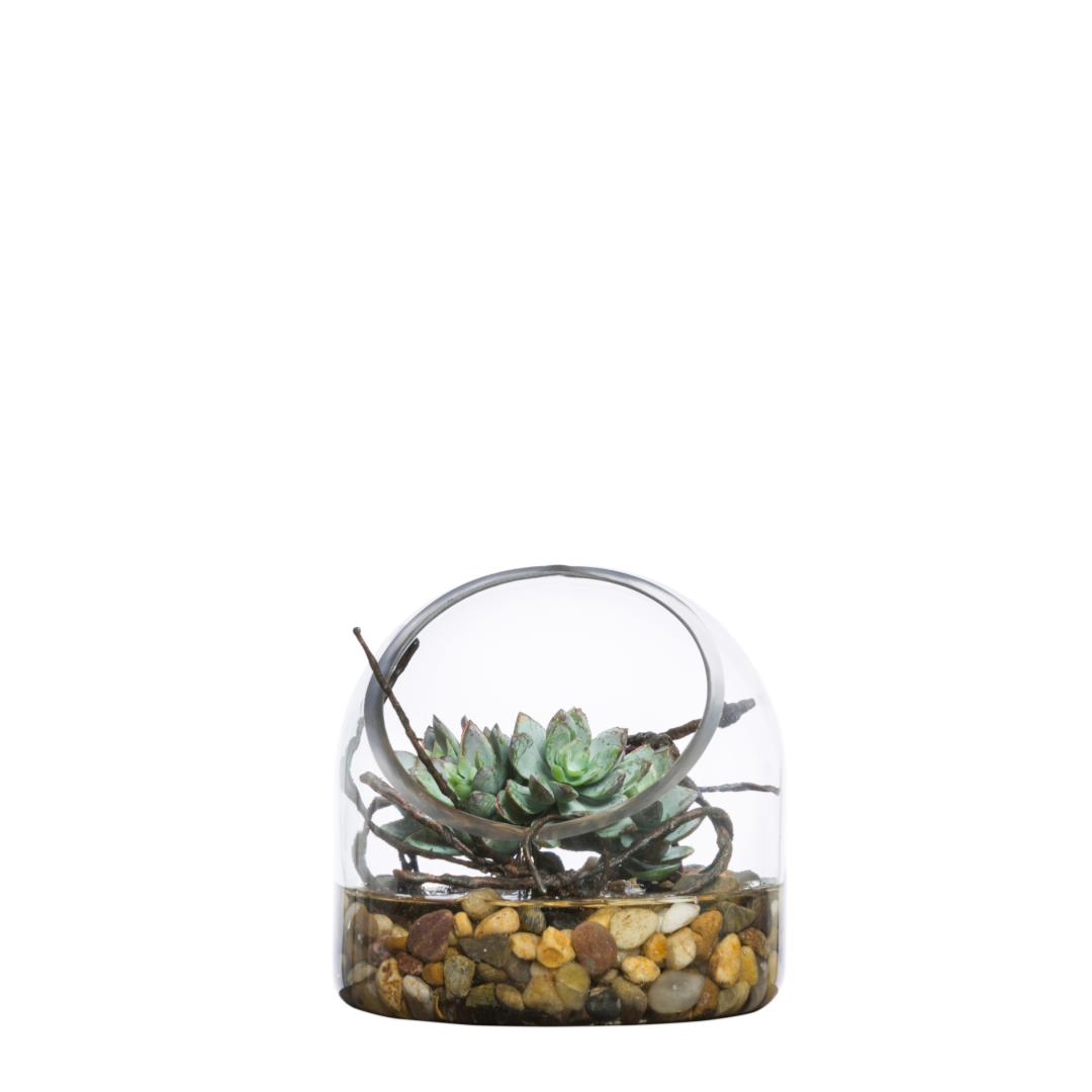Mini echeveria succulent in glass dome terrarium with pebbles and decorative branches