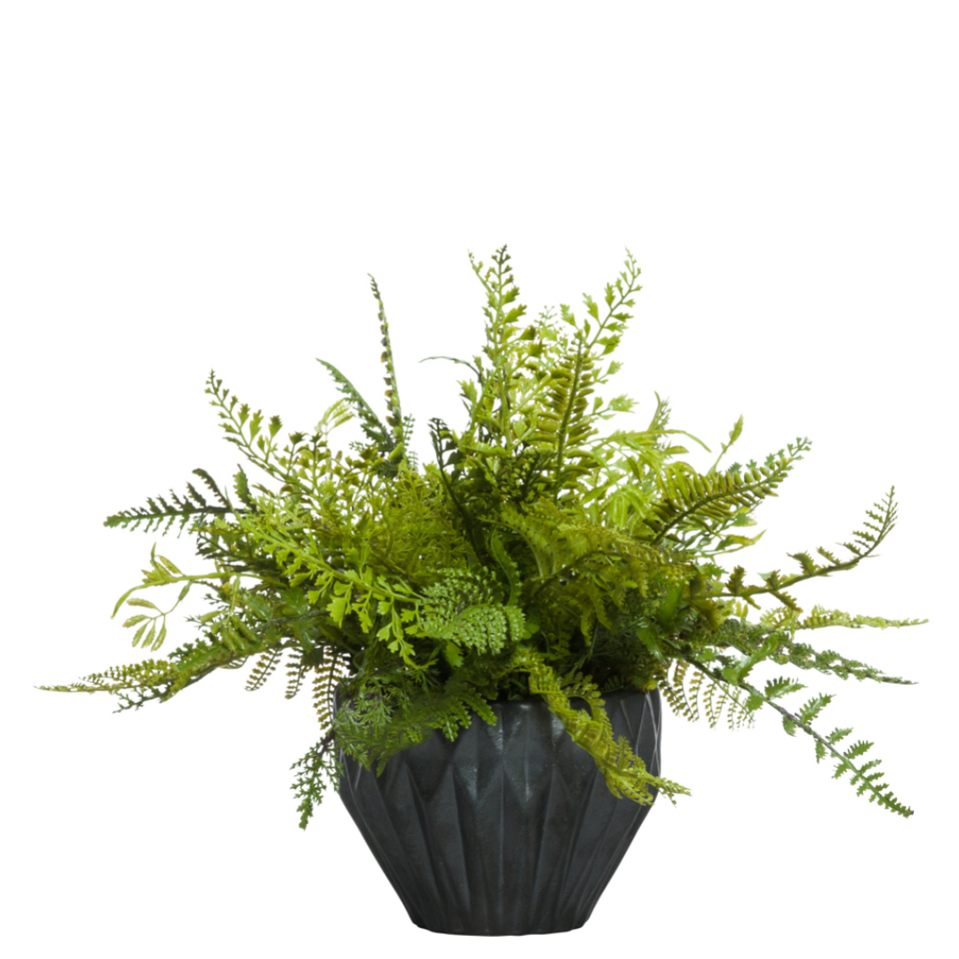 Artificial mixed fern arrangement in a textured black planter on white background