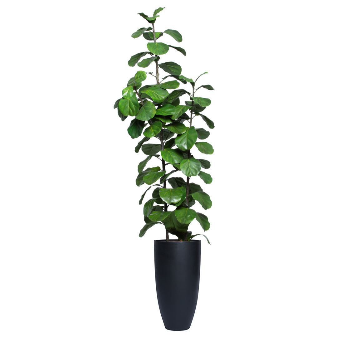 artificial fiddle leaf fig tree in a tall black smooth planter on white background