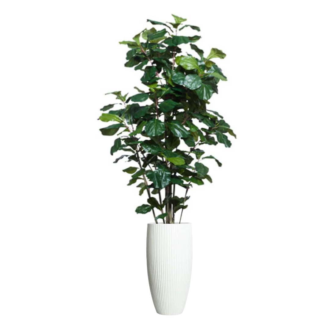 Artificial fiddle leaf fig tree in tall white ribbed planter on white background