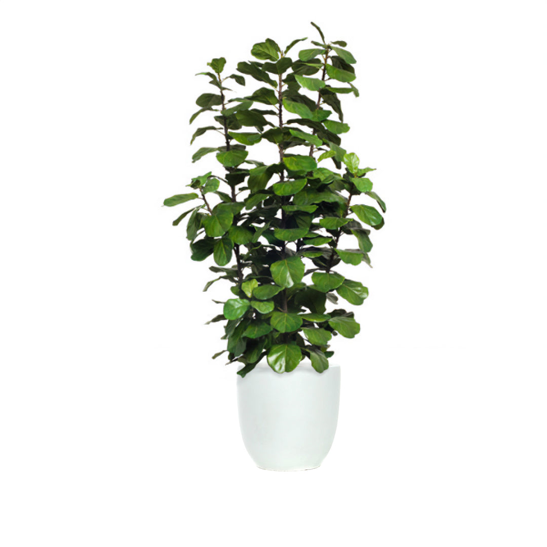 Artificial fiddle leaf fig plant in white pot, realistic green foliage, indoor decor