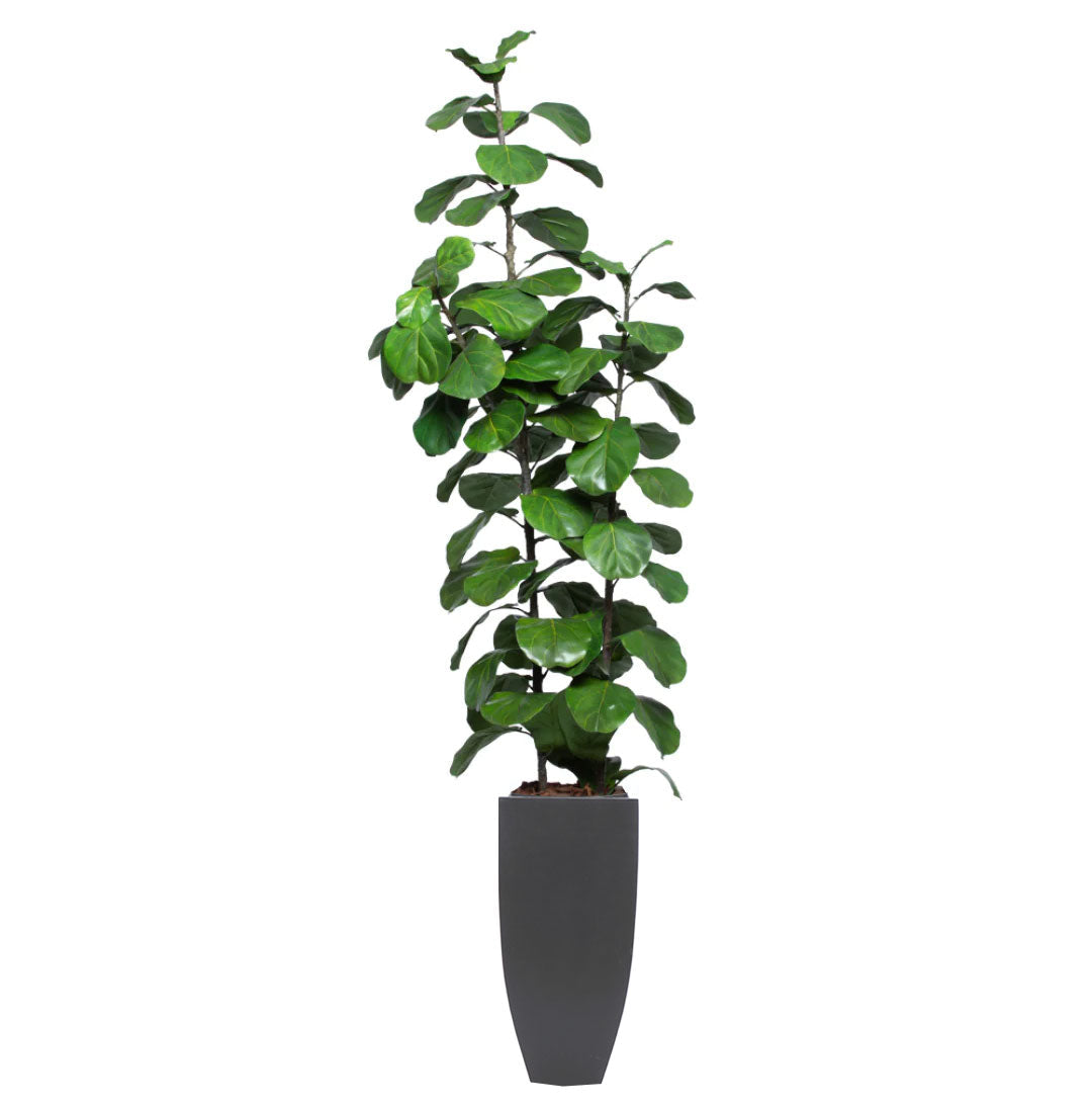 Artificial fiddle leaf fig tree in modern tall black planter, realistic green leaves