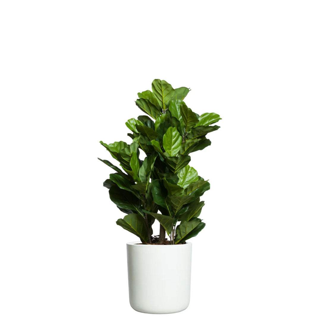 Artificial fiddle leaf fig plant in white cylinder pot with lush green leaves