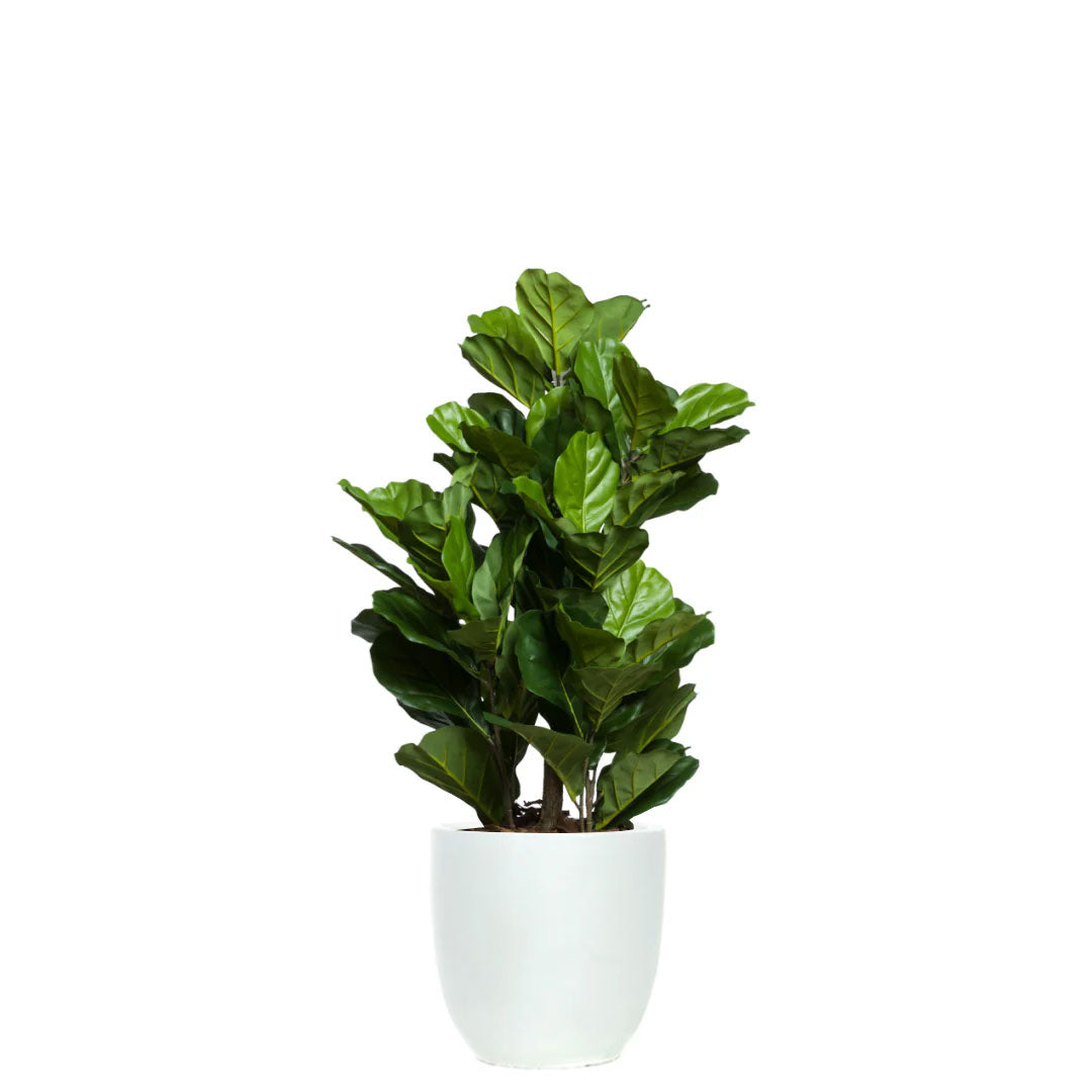 Artificial fiddle leaf fig tree in a modern white tapered planter