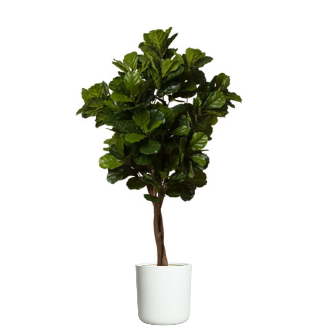 Artificial fiddle leaf fig tree in white cylindrical pot on white background