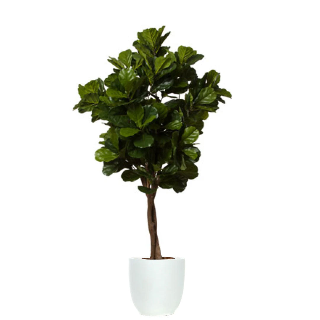 Artificial fiddle leaf fig tree with dark green leaves in a white tapered pot on white background