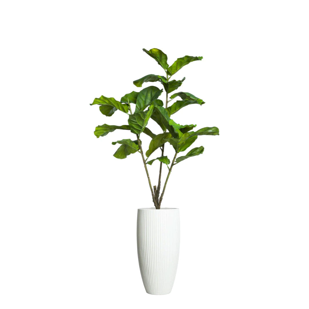 Artificial fiddle leaf fig tree in tall white ribbed planter on white background