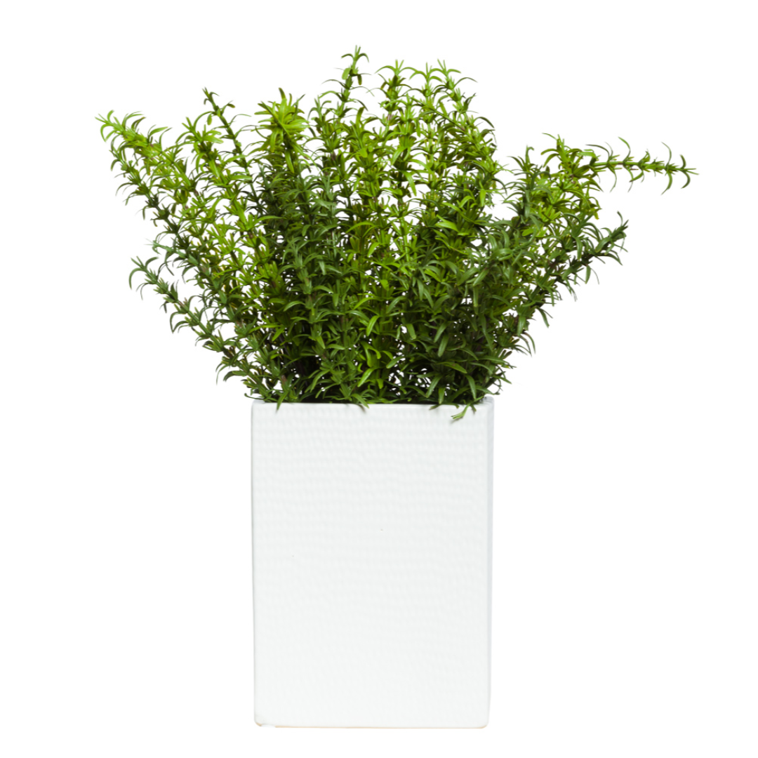Artificial green grass bush in a modern white rectangular planter on white background