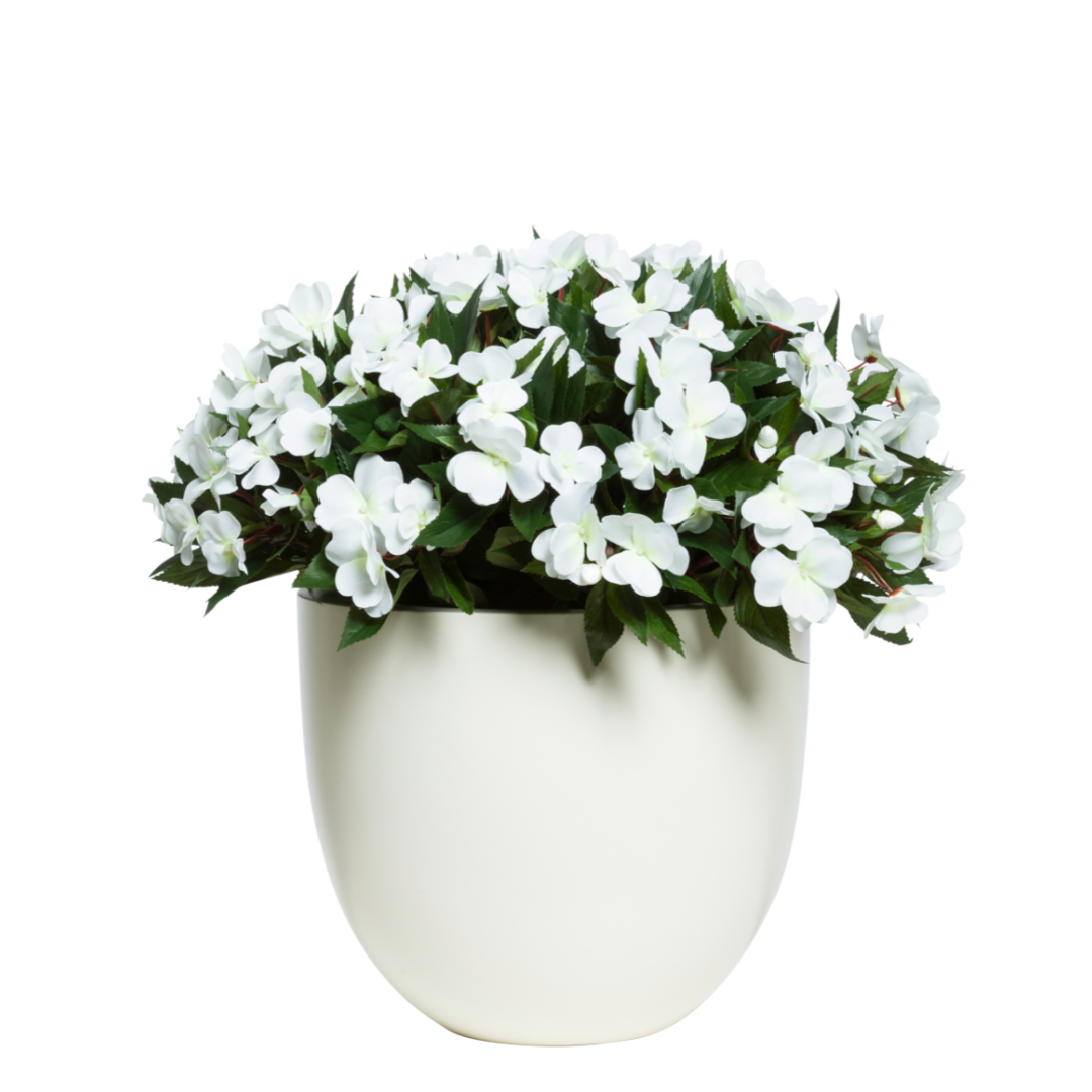 White artificial impatiens flowers in a modern white ceramic pot, green foliage, isolated