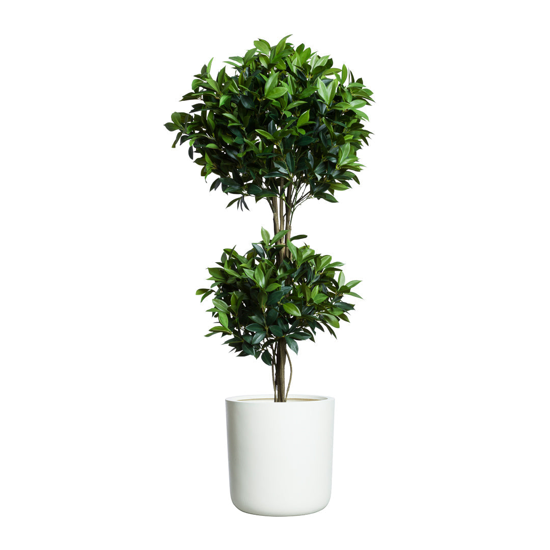 double ball laurel topiary in white planter, artificial greenery decor on white background