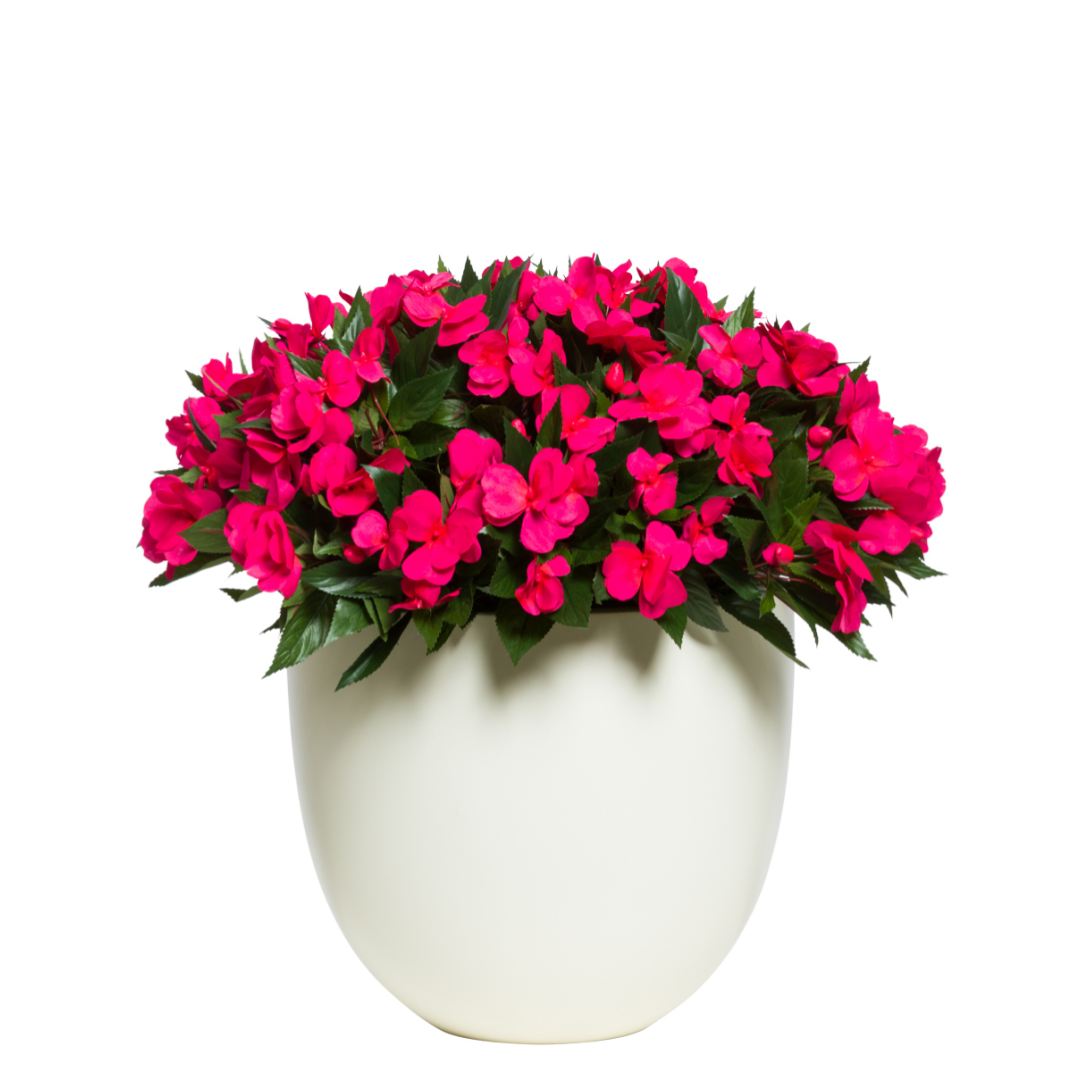 Artificial pink impatiens flowers in a white pot with green leaves, isolated on white background