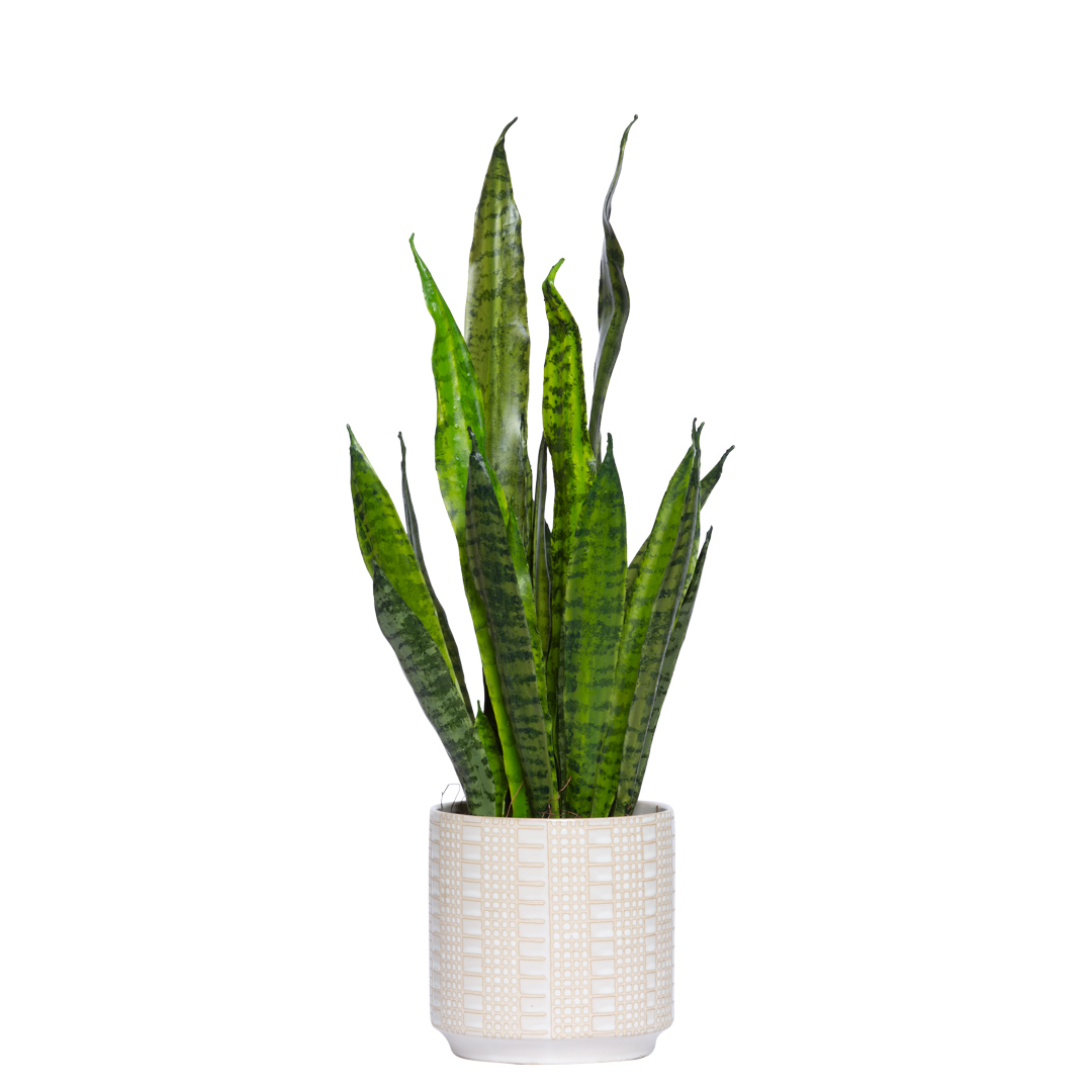 Artificial snake plant in patterned ceramic pot, realistic green leaves, white background