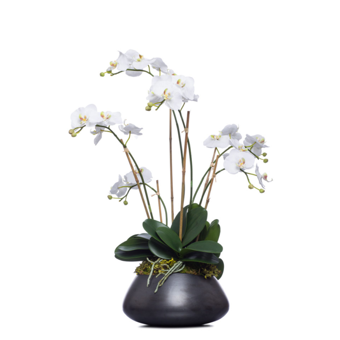 Artificial white orchid arrangement in black vase with green foliage and moss, isolated on white