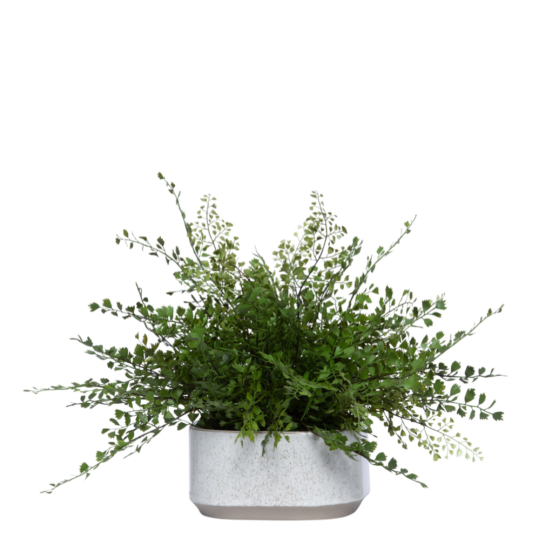 Realistic maidenhair fern in a white ceramic planter, lush green foliage, botanical decor