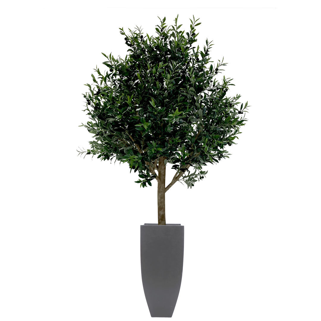 Artificial olive tree in tall black planter with dense green foliage, isolated on white background.