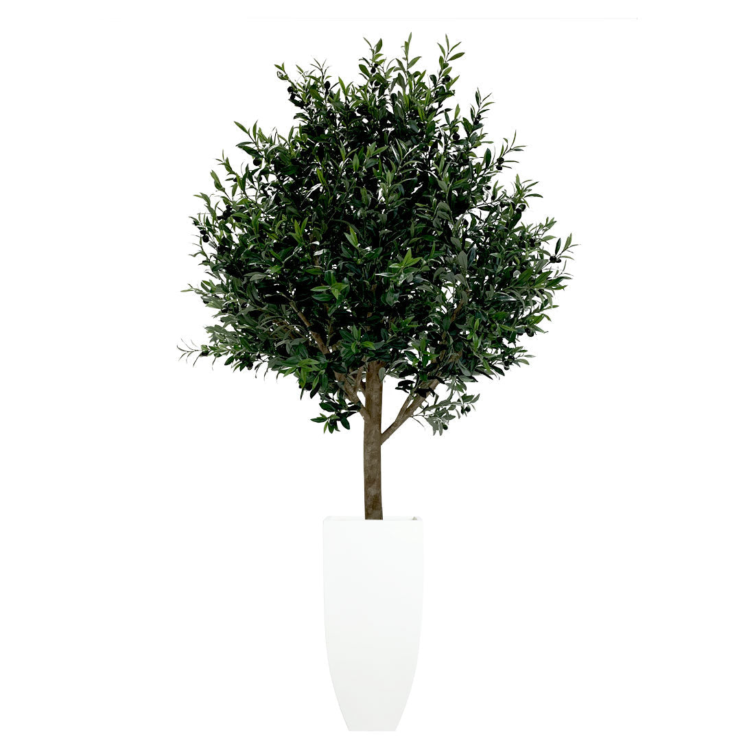 Artificial olive tree with lush green leaves in a tall white planter, isolated on white background