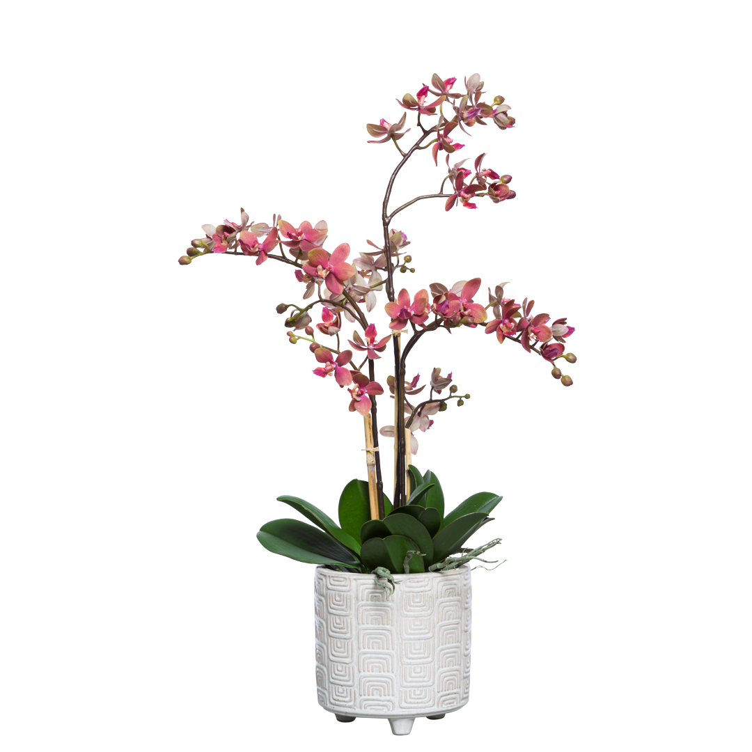 Pink phalaenopsis orchid arrangement in a decorative white ceramic pot on white background