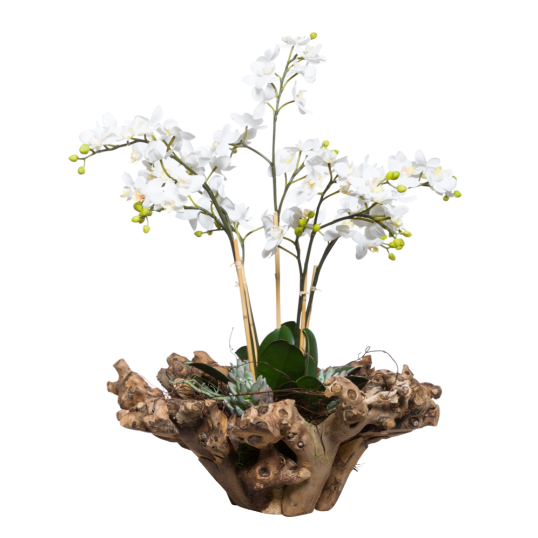 White Phalaenopsis mini orchid arrangement in natural wood planter on white background