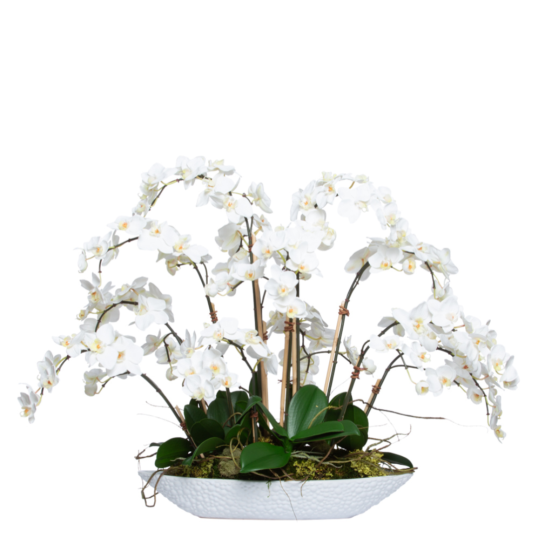 White phalaenopsis orchid arrangement in a modern textured oval planter
