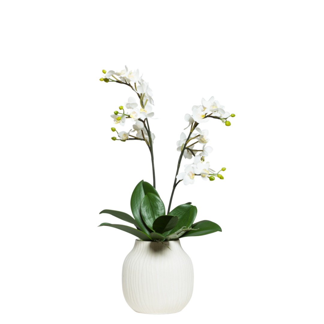 White Phalaenopsis orchid arrangement with green leaves in a textured white vase