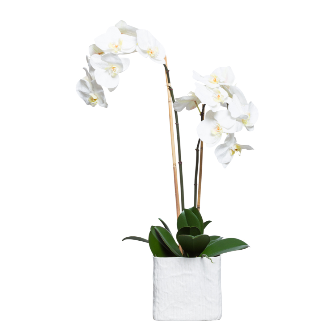 White Phalaenopsis orchid in a modern square pot with realistic green leaves