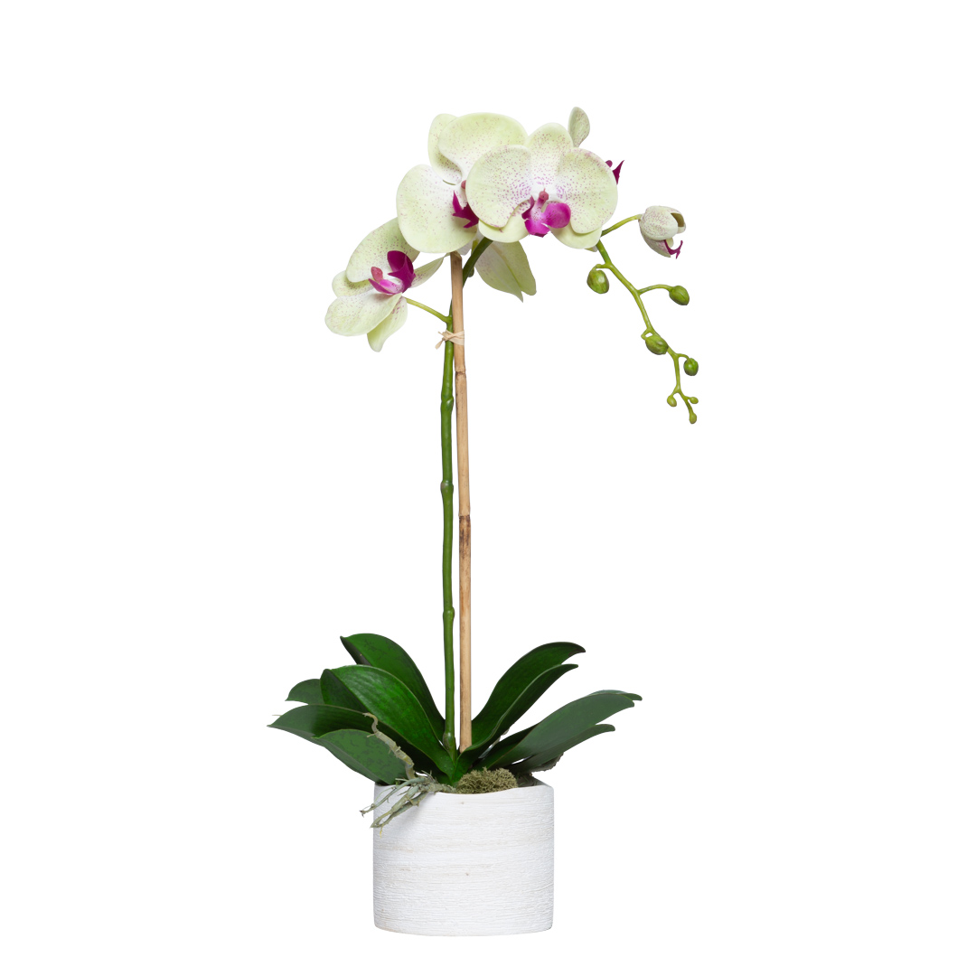 White and pink phalaenopsis orchid in a white pot with green leaves, isolated on white background.
