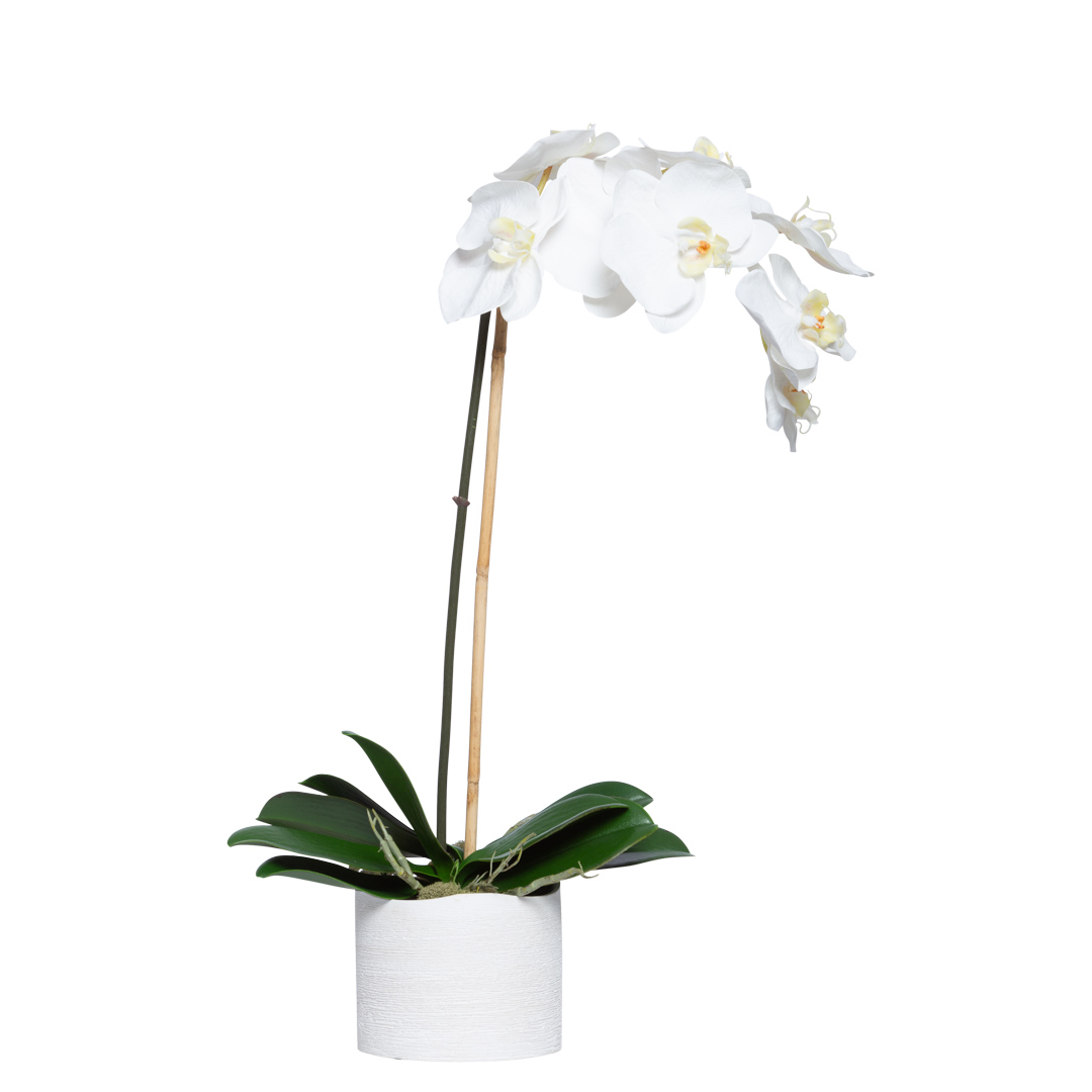 Artificial white Phalaenopsis orchid in a round white pot with green leaves on white background