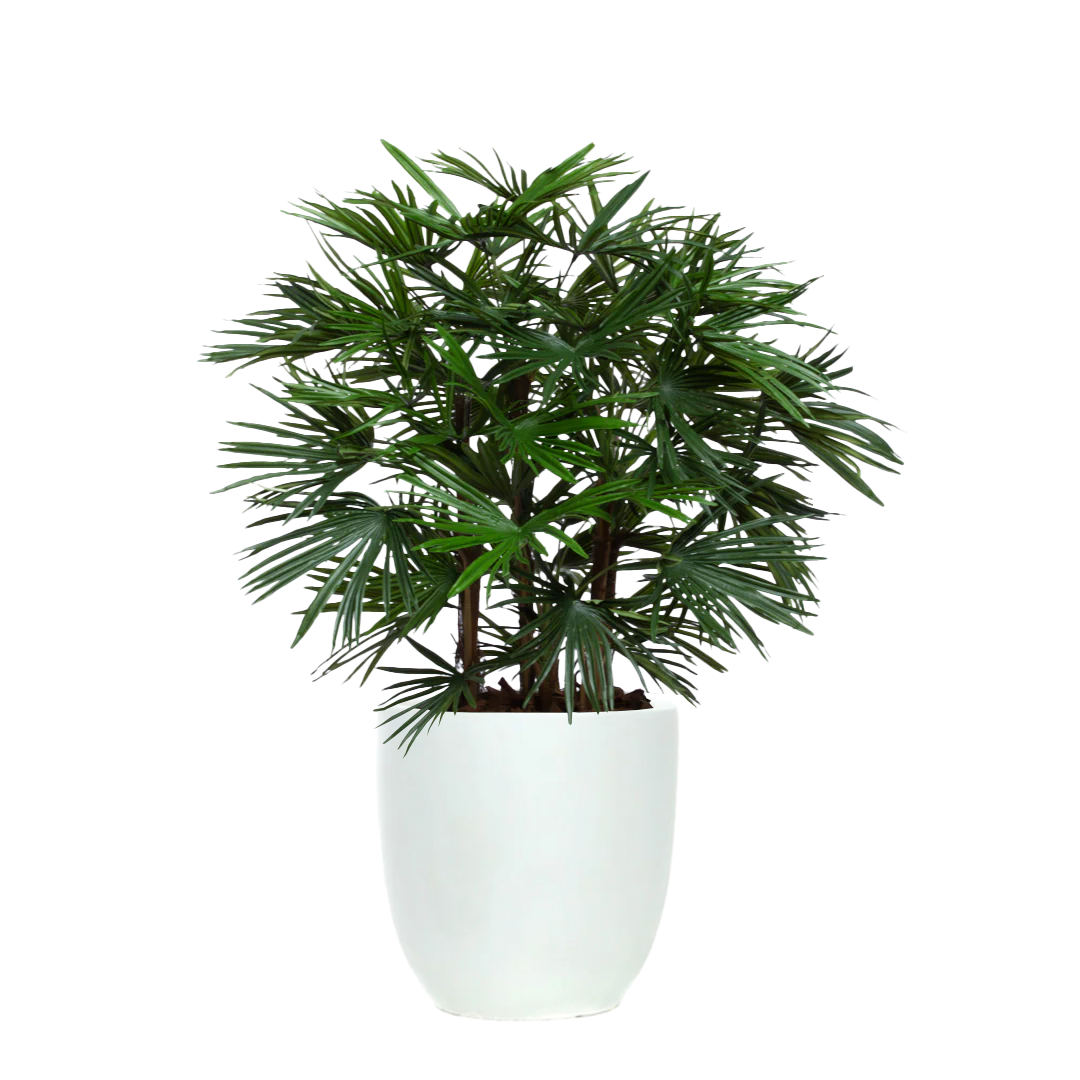 Artificial raphis palm plant in a modern white tapered pot on a white background
