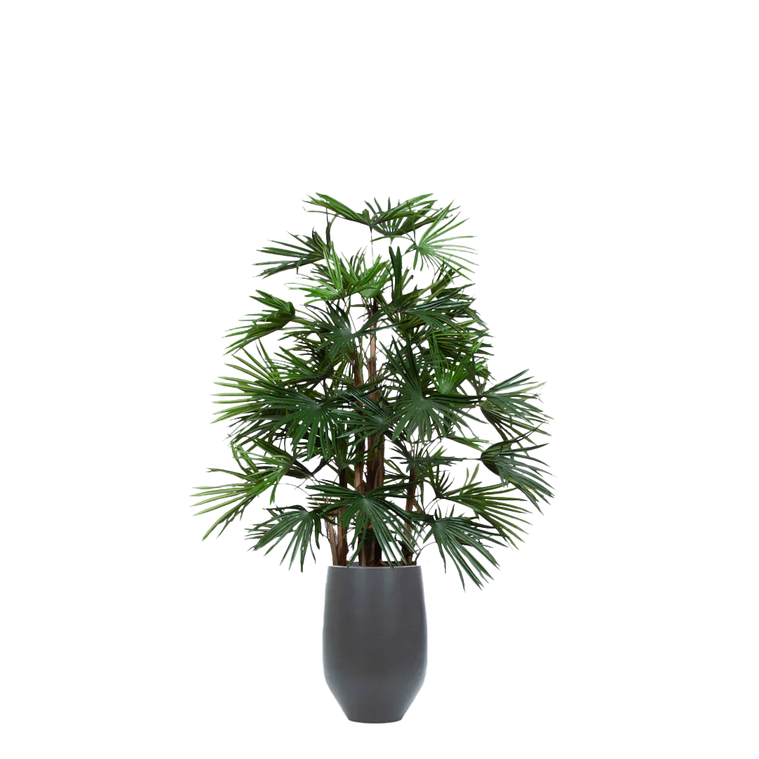 Artificial raphis palm plant in a tall black tapered pot against a white background